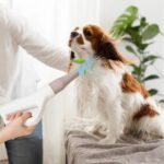 Pet Hair Dryer for Dogs & Cats – 2-in-1 Grooming Blower with Negative Ions & Adjustable Heat - Image 8