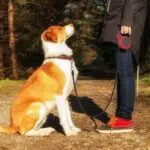 Automatic Pet Telescopic Traction Rope – Adjustable Leash for Dogs & Cats | Hands-Free Control for Walks" - Image 4